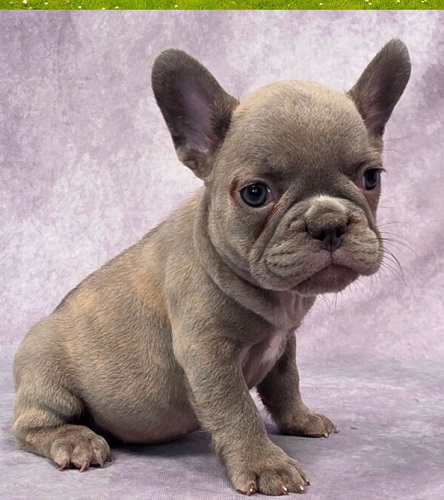 French bulldog breeding