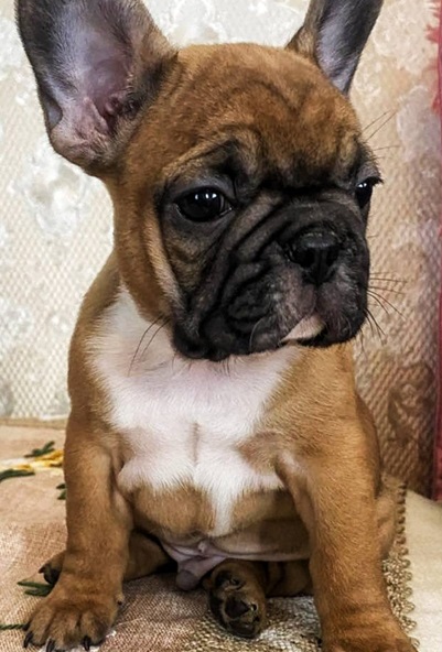 French bulldog brindle puppies