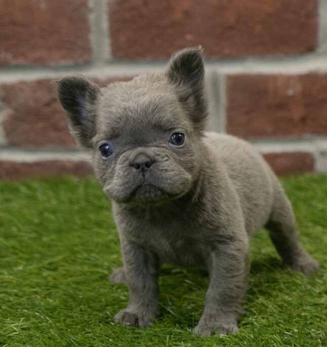 French bulldog chihuahua mix puppies