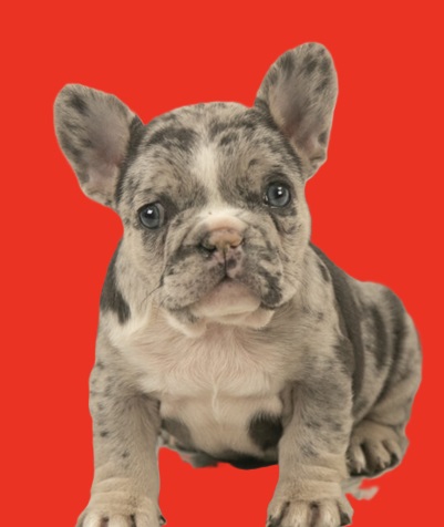French bulldog chihuahua mix puppies