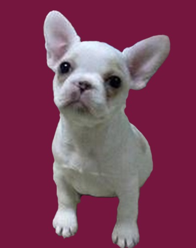 French bulldog chihuahua mix
