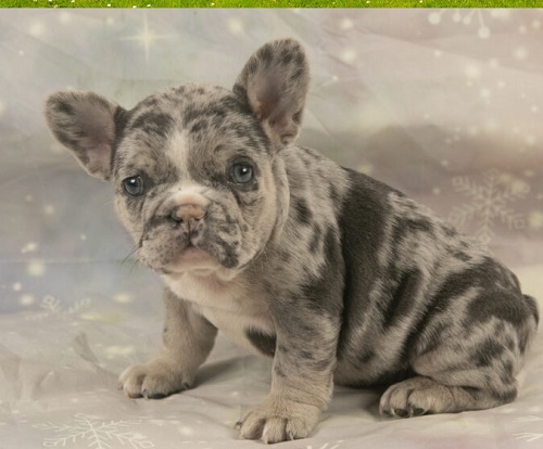 French bulldog colors