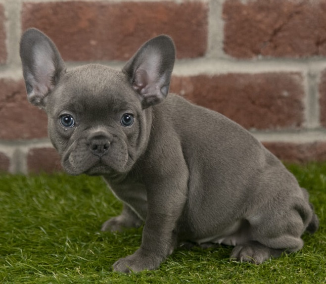 French bulldog dachshund mix