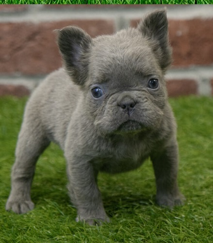 French bulldog full grown