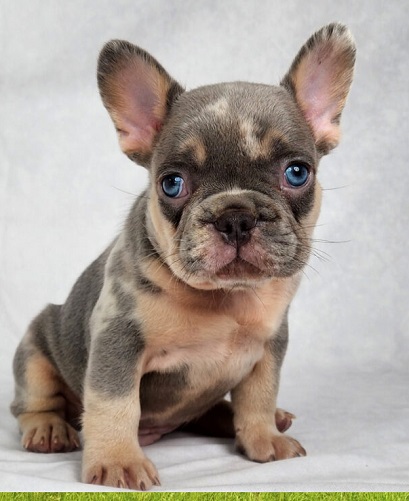 French bulldog lady gaga dog