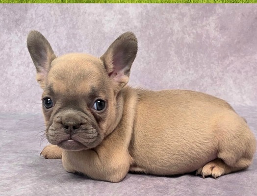 French bulldog life span