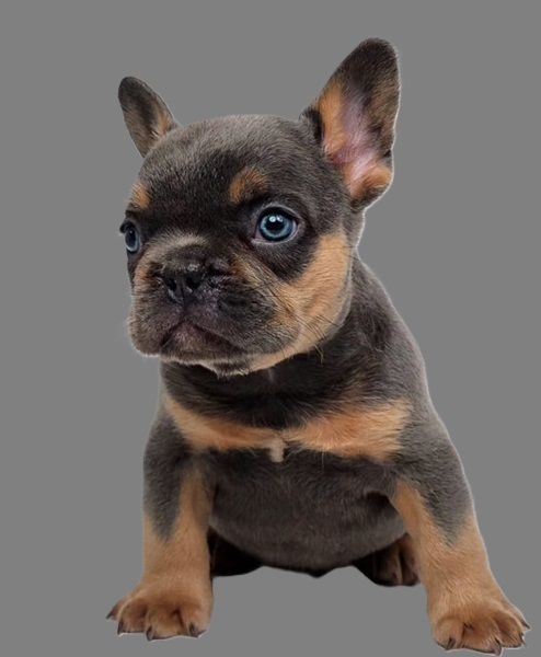 French bulldog lilac puppies