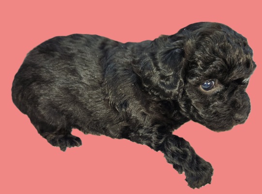 French bulldog mini puppies