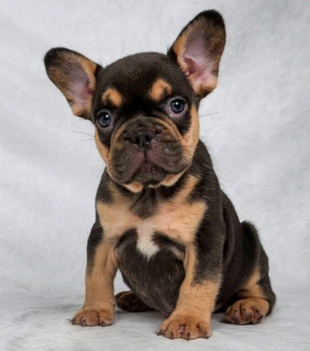 French bulldog mix Boston terrier
