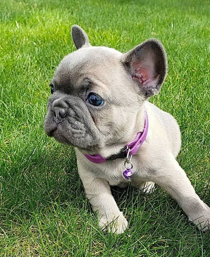 French bulldog mix poodle
