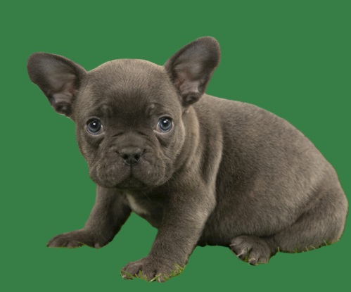 French bulldog poodle cross puppies