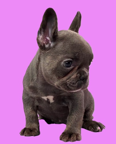 French bulldog poodle mix puppy