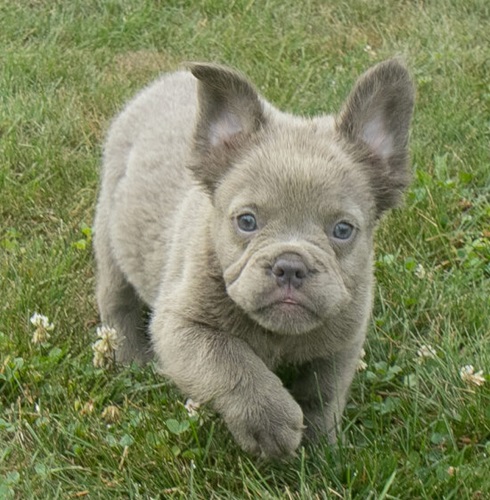 French bulldog pug mix