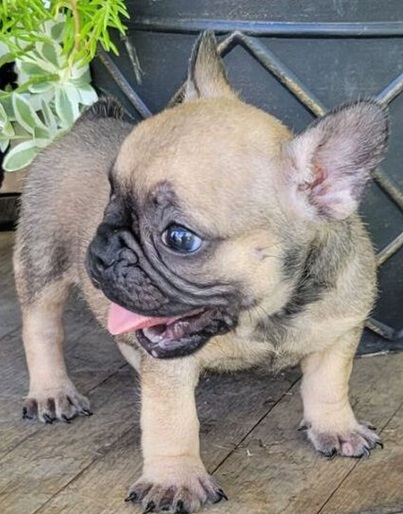 French bulldog puppies mini