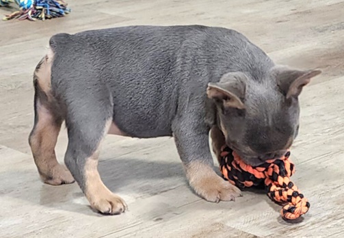 French bulldog puppy adoption price