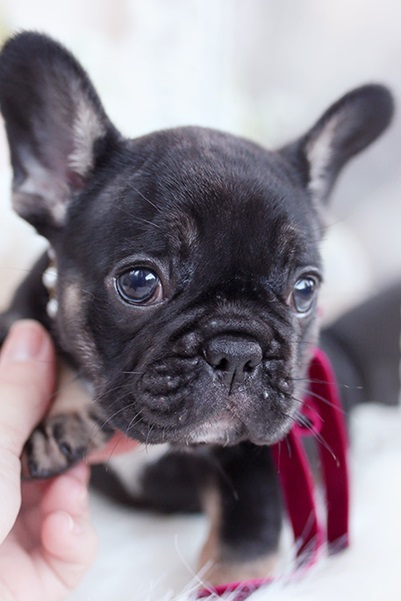 French bulldog puppy mini for sale
