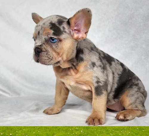 French bulldog puppy price range