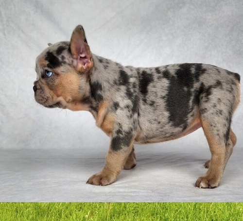 French bulldog puppy price
