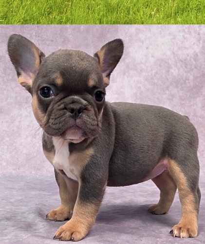French bulldog puppy sale