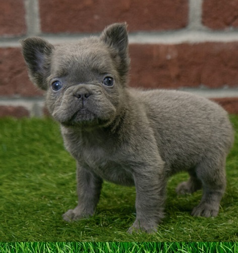 French bulldog really French