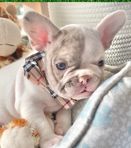 French bulldog sale