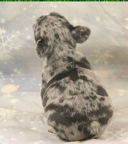 French bulldog tails