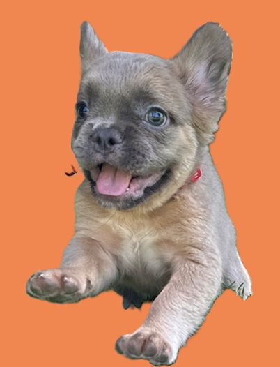 French bulldog teacup puppy