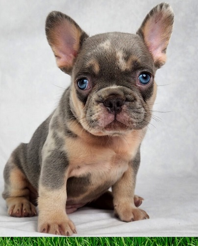 French bulldog
