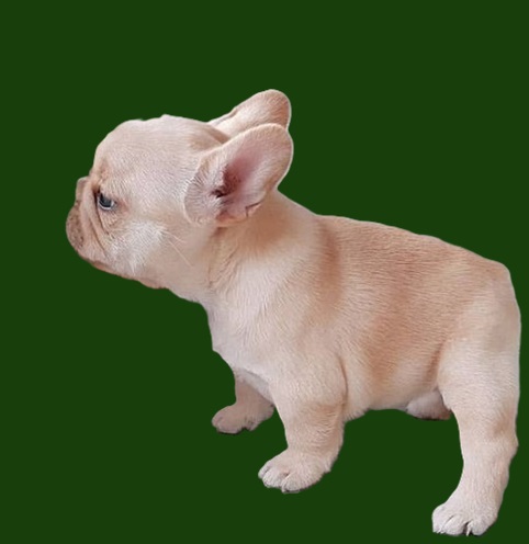 Frenchie bulldog breeder