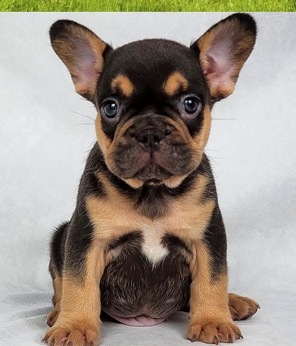 Frenchie bulldog ears