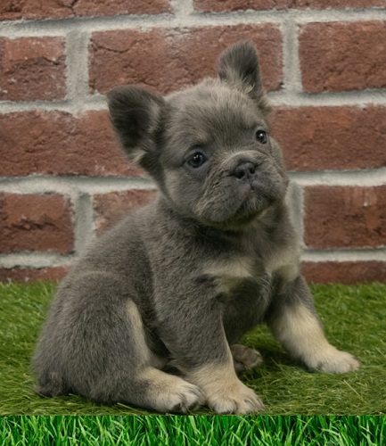 Frenchie bulldog shedding level