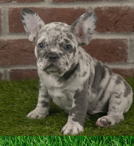 Get a bulldog puppy