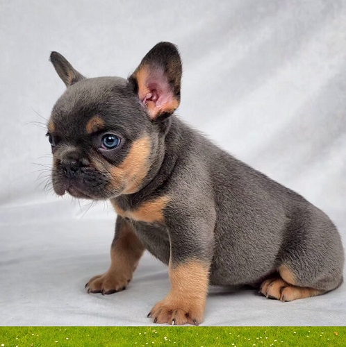 Hairy French bulldog puppy