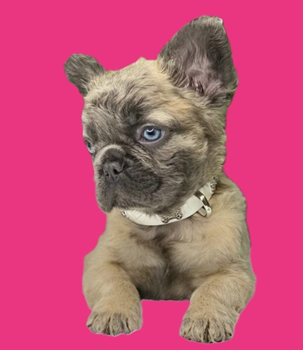 Miniature fluffy French bulldog puppies