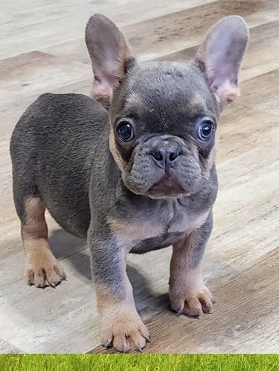 Mix French bulldog puppy