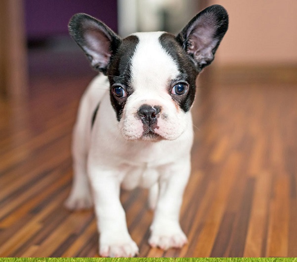 Pitbull French Bulldog Mix puppies for sale