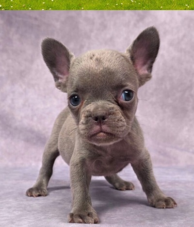 Popular Frenchie bulldog puppy