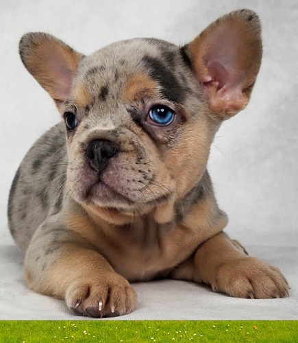 Price of French bulldog puppies
