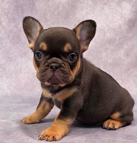 Puppies French bulldogs
