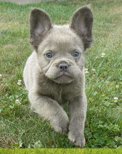 Purpose of French bulldog