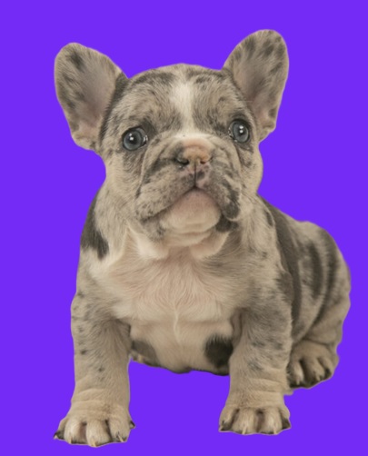 baby French bulldog puppy