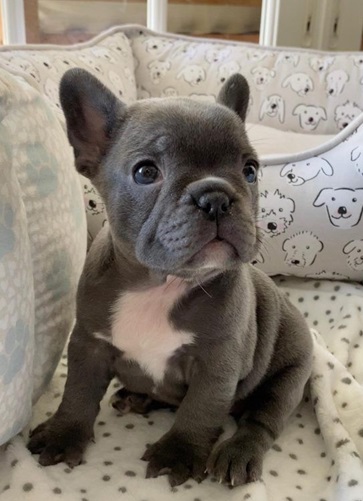 black color French bulldog