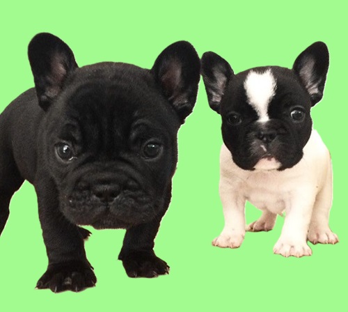 black white French bulldog color puppies
