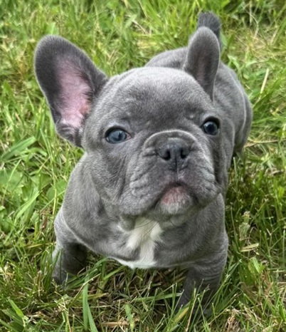 blue French bulldog fluffy