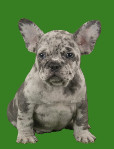 blue merle French bulldog Fluffy