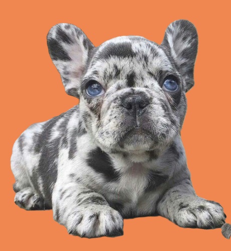 blue merle Frenchie puppy
