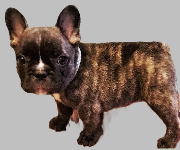 brindle French bulldog