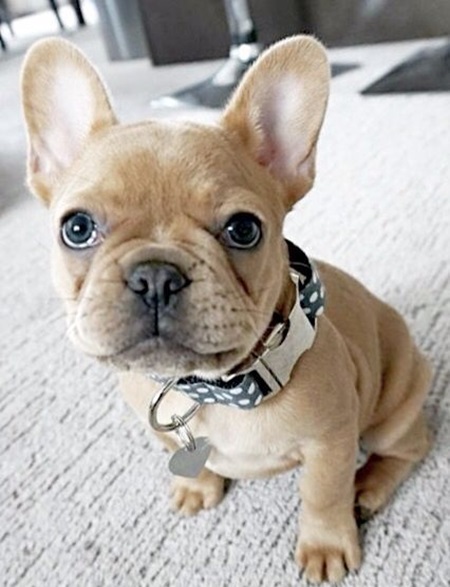 brown French bulldog puppy