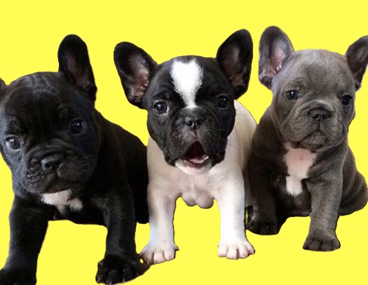 buy French bulldog frenchies