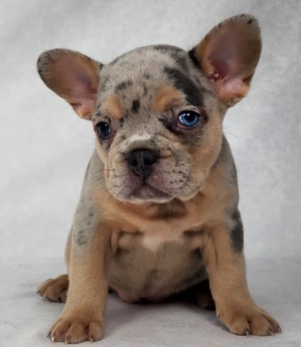 buy French bulldog or adopt
